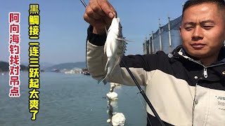 Sea fishing found the right fishing point and caught a lot of black snappers, which was so exciting