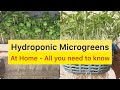 HYDROPONIC MICROGREENS AT HOME - All you need to know (FROM START TO FINISH)