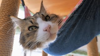 Boss-kichi, a large cat playing while sleeping in a hammock