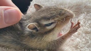 ハンドマッサージにとろけるシマリス Chipmunk receiving a hand massage