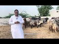 highest milking desi cholistani cows dairy and breeding farm of ali randhawa sb cholistani cow