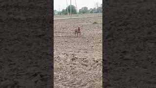 #pitbull #max #american #americanpitbullterrier #killer #shreeram #trending #playing #viral