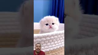 Funny cat #viralvideo #funny #cat #cute #kitten #cutecat #sorts #sorotan