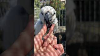 Rescue Cockatoo Happy Eating a Blueberry #cockatoos #parrots #parrot #birds #cockatooparrot #bird