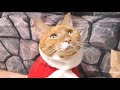 猫サンタからのクリスマスのプレゼント！皆様に癒しを届ける可愛い猫ズ