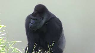 シャバーニ家族 862  Shabani family gorilla