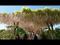 2023年 あしかがフラワーパーク ふじのはな物語 　ashikaga flower park 2023 ~most beautiful wisteria garden