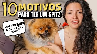 ASSISTA esse vídeo ANTES de ter um spitz alemão/Lulu da pomerania