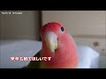 コザクラインコを【どアップで撮ったら、こんな顔】