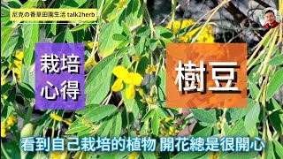 樹豆栽培心得｜樹豆 下集｜Pigeon Pea｜Cajanus cajan (L) Mill sp.