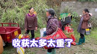 雨锅跟婆婆们去拔小笋，装了满满一车回来，意外收获野生黄精笑得合不拢嘴