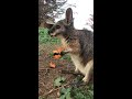 asmr wallaby eating