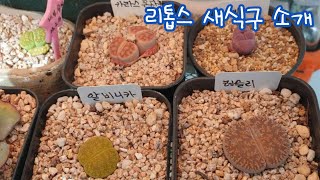 리톱스 새식구 소개. 이름도 알아보아요🙂🙃