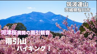 【筑波連山】4K 雨引山 河津桜・ヤギさんに癒される茨城パワースポット 雨引観音！これからソメイヨシノです！