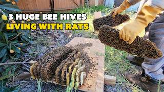 Extreme Shed Cleanout: 3 Giant Bee Hives & A Rat Infestation | Part 1