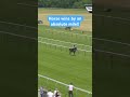 Horse wins by half the track!!