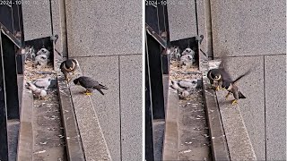 367 Collins St. Falcons: When Dad Arrives Empty-Taloned, He's in Quadruple Trouble 😂 2024 Oct 30