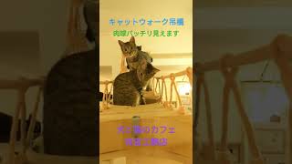 肉球バッチリ🐾 #キャットウォーク #吊橋 #肉球 #子猫 #保護猫カフェ #チャンネル登録よろしくお願いします #Shorts