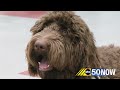 carthage central school district starts therapy dog program