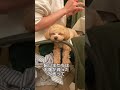 チワプー 犬のいる暮らし 愛犬 shorts