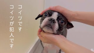 愛犬に唇を噛まれ負傷した話と久々のお風呂動画【ボストンテリア】