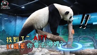 20230212 圓寶登高望遠找點心， 太高興不小心碰掉點心 The Giant Panda Yuan Bao