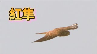 紅隼_想攻擊黑鳶而被夫人拍到_窗外鳥世界_2022年9月20日