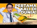 EXPERIMEN KAWIN SILANG MONK DENGAN SUNCONURE | PERTAMA DI DUNIA