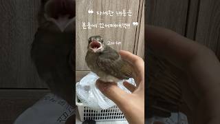 #새줍 죽어가던 아기새 살리기 대작전