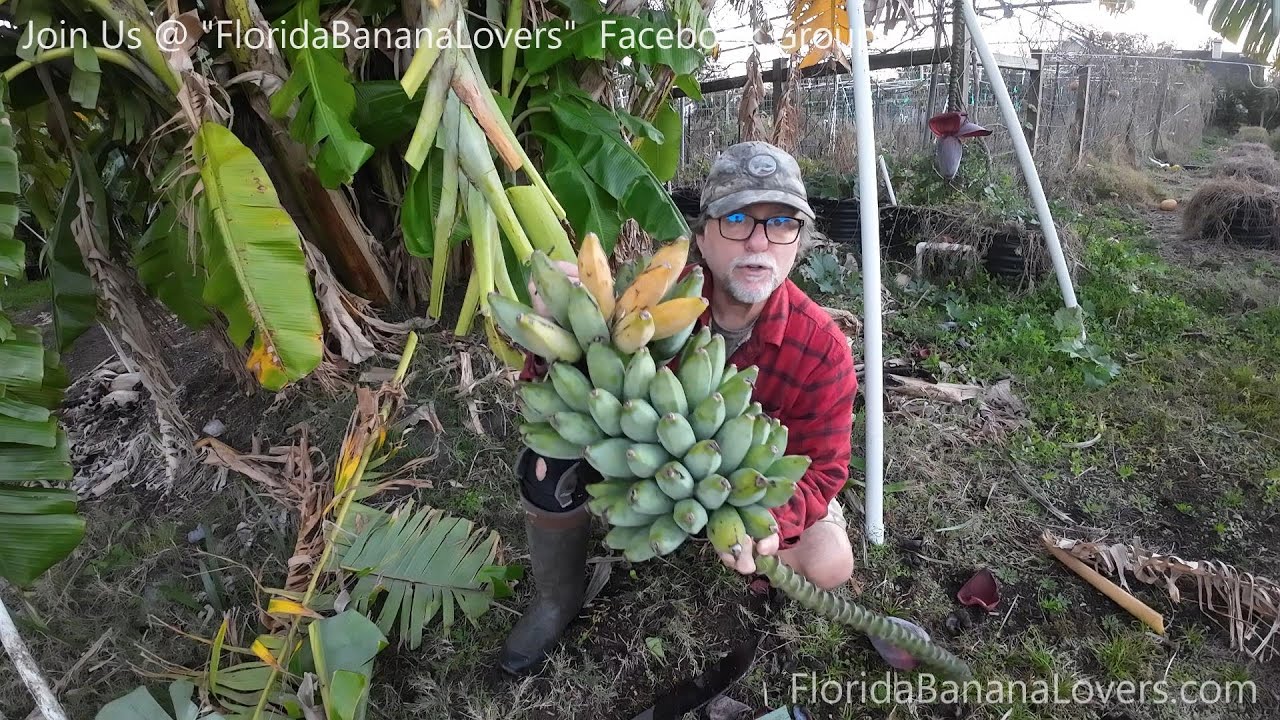 Harvesting A Blue Java Banana Rack The Safe And Easy Way. - YouTube