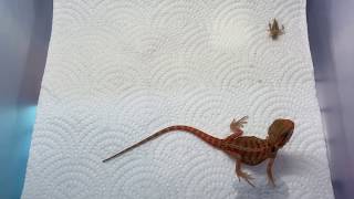 鬆獅蜥食蟋蟀：bearded dragon eating crickets