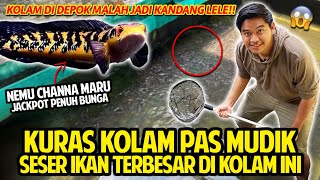 KURAS KOLAM PAS MUDIK! SESER IKAN TERBESAR YANG ADA DI KOLAM INI! NEMU CHANNA MARU JACKPOT DISINI!