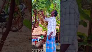 விவசாயம் எங்கள் உயிர் #agriculture #village #shortsfeed