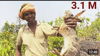 Descriptionకుందేళ్ళకు ఉచ్చులు వేశాం కానీ…? | Rabbits trap | hunting the wild | rabbit hunting