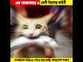 এক দোকানদার ও একটি বিড়ালের কাহিনী। youtubeshorts shortsfeed trending shorts cat