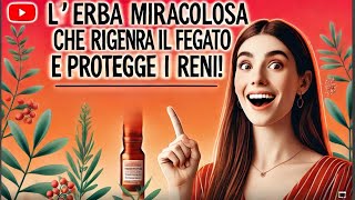 📌L'ERBA MIRACOLOSA CHE RIGENERA IL FEGATO E PROTEGGE I RENI – DEVI CONOSCERLA!