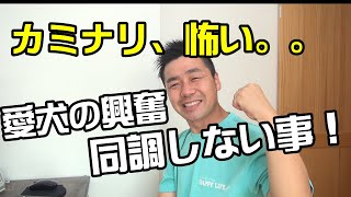 【犬　しつけ】愛犬のテンションに同調しても良い事ないよ♪〖犬のしつけ幼稚園＠神戸〗byかずま先生