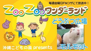 どうぶつ広場のモルモット 【FMコザ】ZOOZOOワンダーランド　#モルモット　#どうぶつ広場　#体験プログラム　#ふれあい　#飼育員になった理由