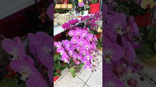 蛇年香港行花市 蘭花靚 Lucky Flowers For the Year Of Snake 2025