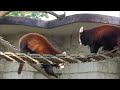 【red panda レッサーパンダ】akebi at yagiyama zoo about 1 minute video_32