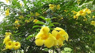 കോളാമ്പി ചെടിയിൽ കൂടുതൽ പൂക്കളുണ്ടാകാൻ Kolambi Yellow Mandevilla