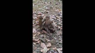 Good morning Lovely Monkeys#macaque #cute #monkeybehaviours