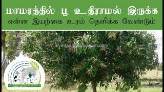 மாமரத்தில் பூ உதிராமல் இருக்க...