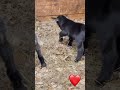 New Born Pygmy Goats! So cute!