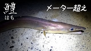 秋の特大ハモ(メーター超え)と高級魚ゲストも！ (ハモ釣り)