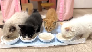 ひとりぼっちで保護された子猫が仲間と合流！楽しそうな姿に胸が熱くなる【お祭り兄弟日記#6】Alone and Protected Kitten Joins Friends.