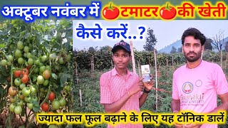 अक्टूबर-नवंबर में टमाटर की खेती कैसे करें। October-November tomato transplantation famous scheme