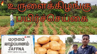 Jaffna | உருளைக்கிழங்கு பயிர்ச்செய்கை | Potatoes | Tamil | Sri lanka | Danistan | Kanistan