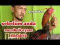 tips memilih ayam bangkok bagi pemula