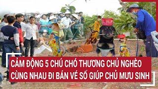 Cảm động 5 chú chó thương chủ nghèo cùng nhau đi bán vé số giúp chủ mưu sinh